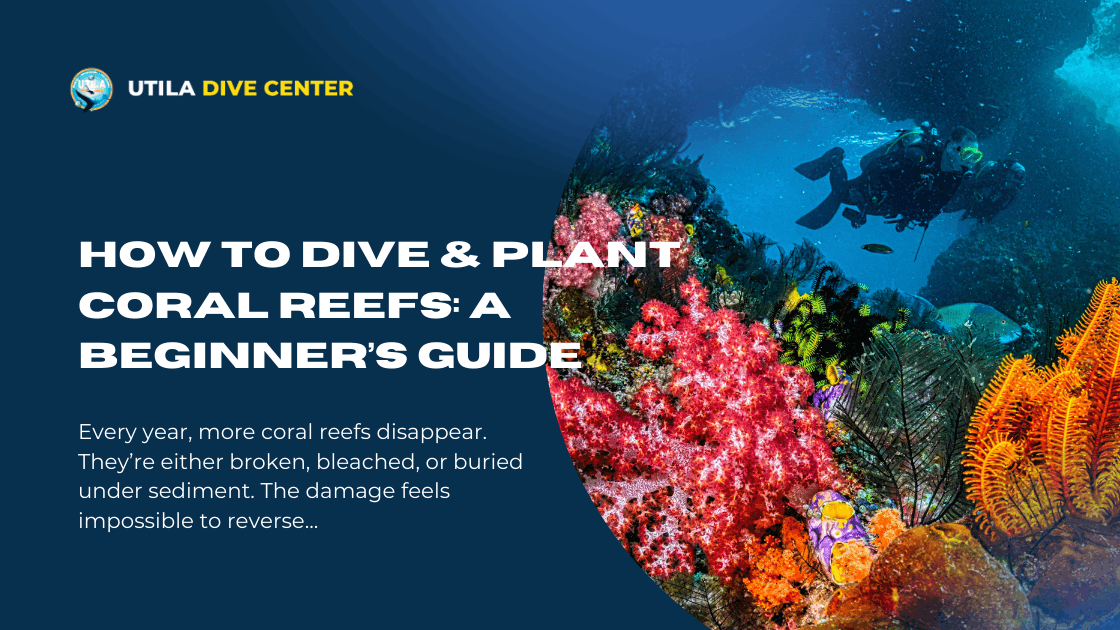 How to Dive & Plant Coral Reefs: A Complete Guide