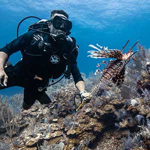 Lionfish